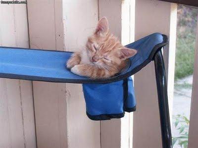 Kitten In Cup Holder