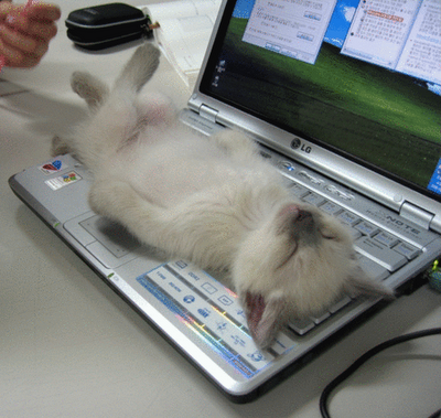 Large Kitten+on+laptop+keyboard