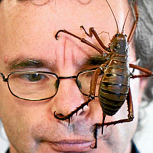 Largest Insects 04