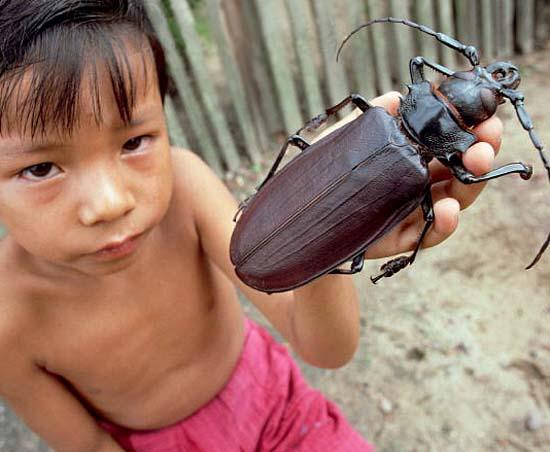 Largest Insects 07 Largest Insects 07