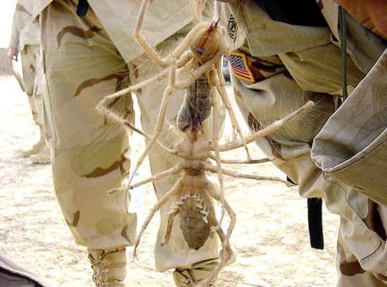 Largest Insects 10 Largest Insects 10