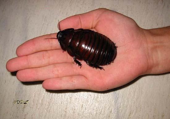 Largest Insects 14