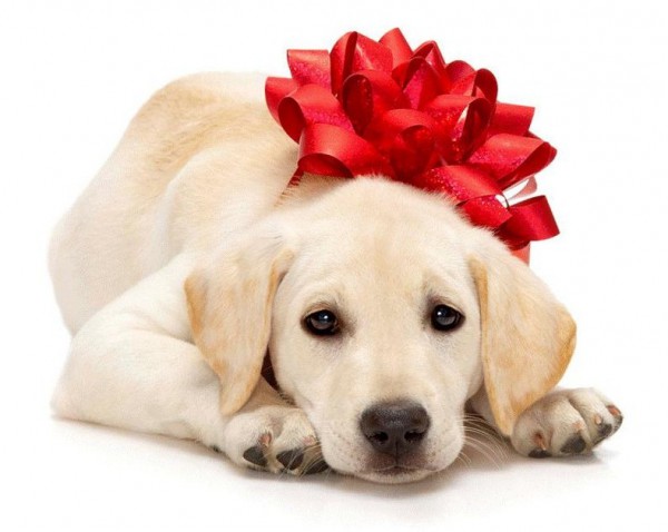 Puppy With Red Bow Puppy With Red Bow