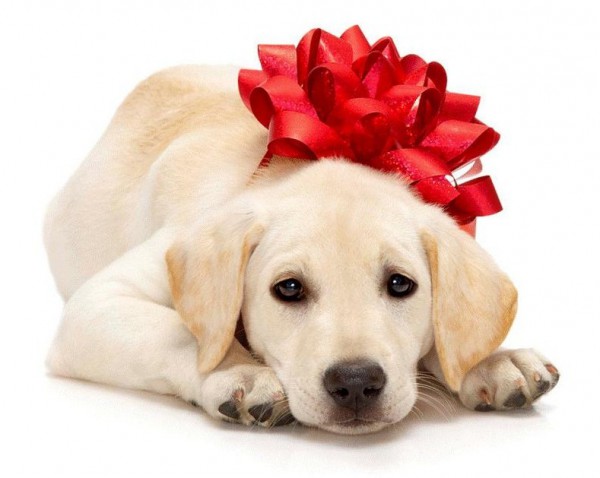 Puppy With Red Bow