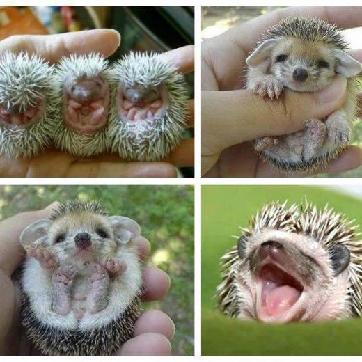 Baby Hedgehogs