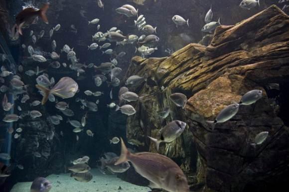 Θαλασσόκοσμος, το μεγαλύτερο ενυδρείο της Αν. Μεσογείου