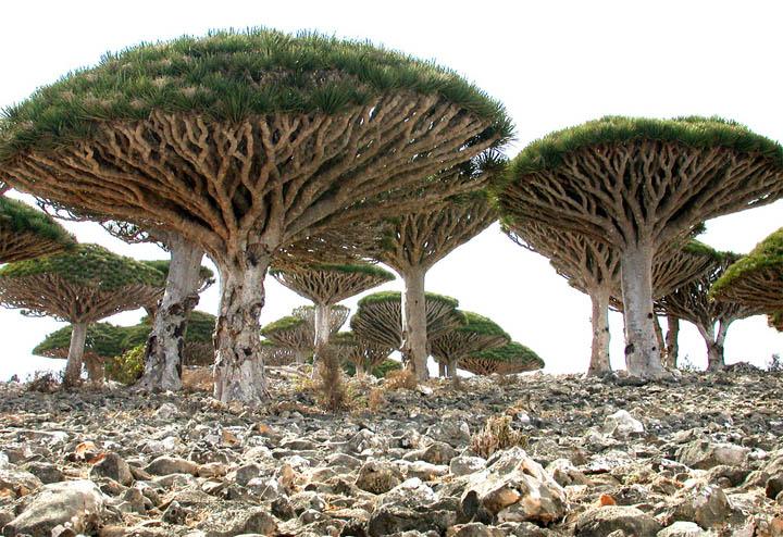 Socotra (10) Socotra 10