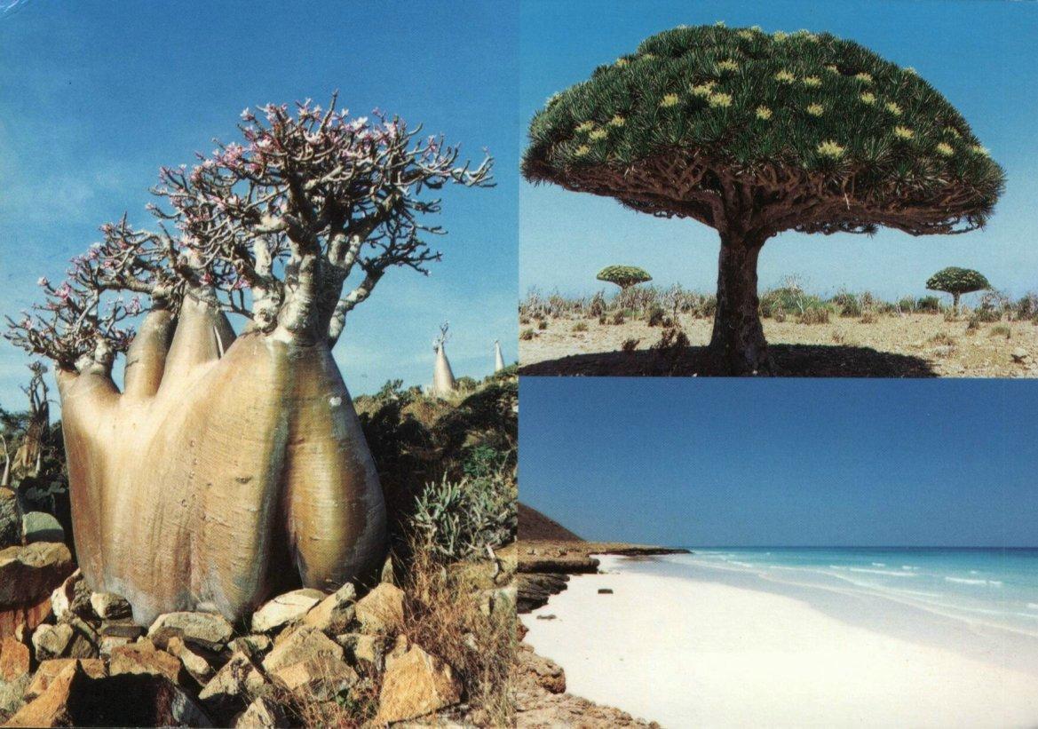 Socotra 2