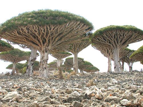 Socotra 3