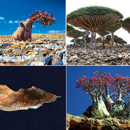 Socotra 4