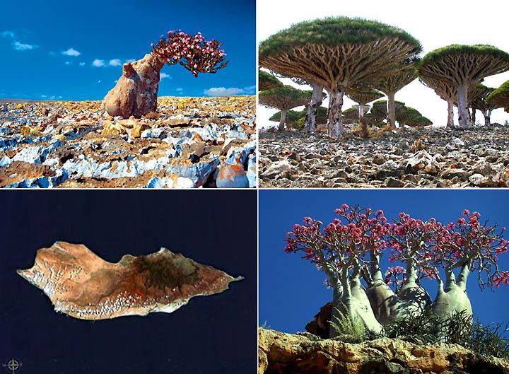 Socotra (4) Socotra 4