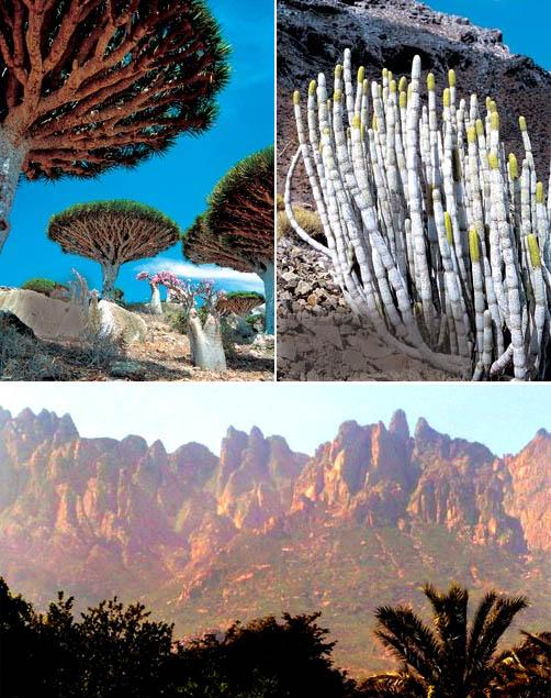 Socotra (5) Socotra 5