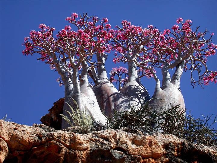 Socotra (9) Socotra 9