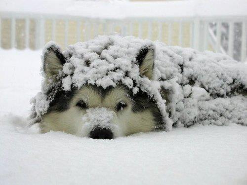 A.baacutedogburiedinsnow A.baacutedogburiedinsnow