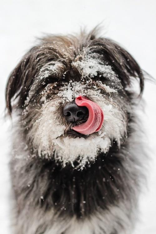 Dog4 Dog4