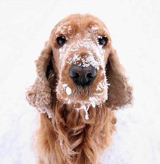 Dog5 Dog5