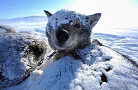 Lblanketofsnow Lblanketofsnow