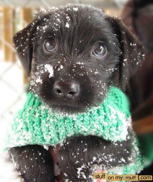 Mutt Mutt