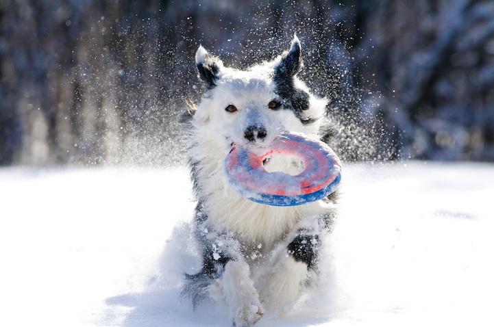 Snow22 Snow22