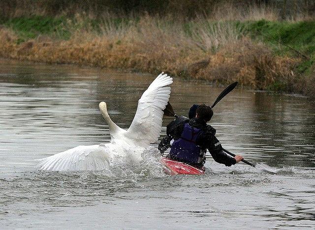 Swan+attack