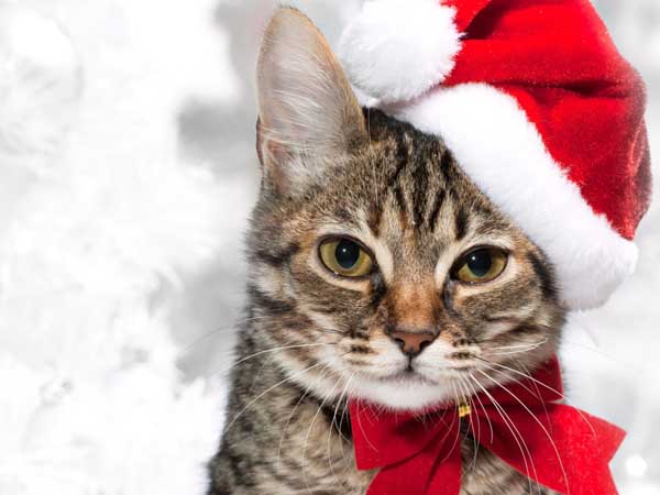 New_Year_wallpapers_Christmas_cat