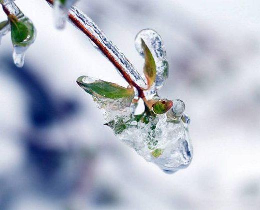 Pagos Ice Futa Louloudia01