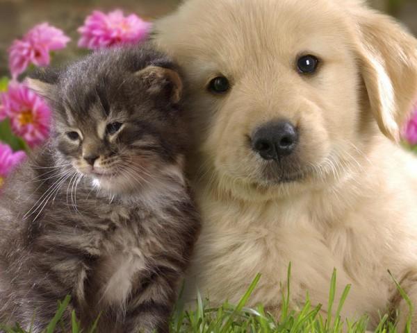 Puppy And Kitten2 600x480