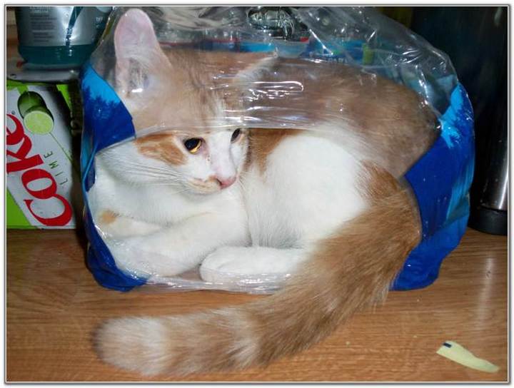cat-and-bags-02