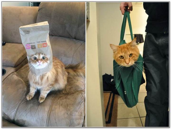 cat-and-bags-10