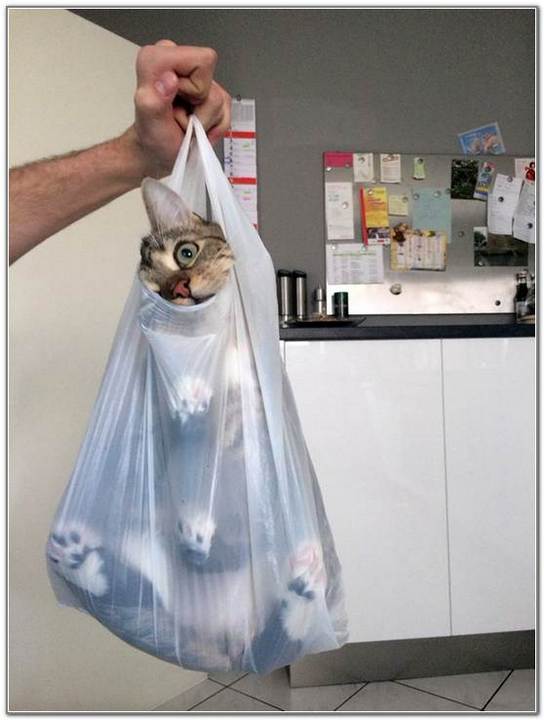 cat-and-bags-16