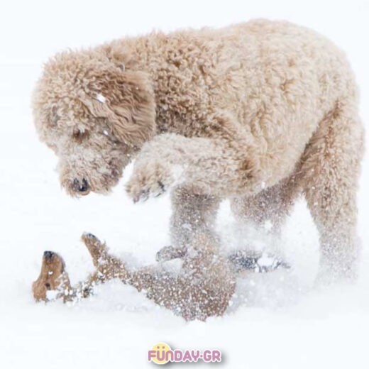 Πανέμορφα σκυλάκια παίζουν στο χιόνι